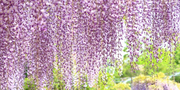 足利紫藤花卉公園