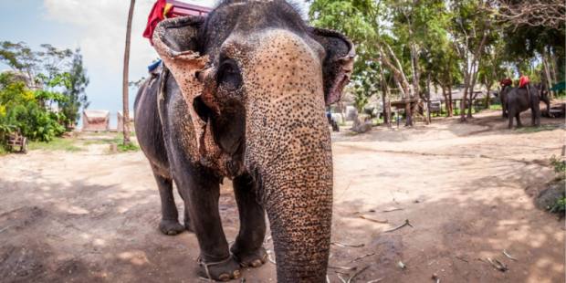 芭達雅雙人騎象