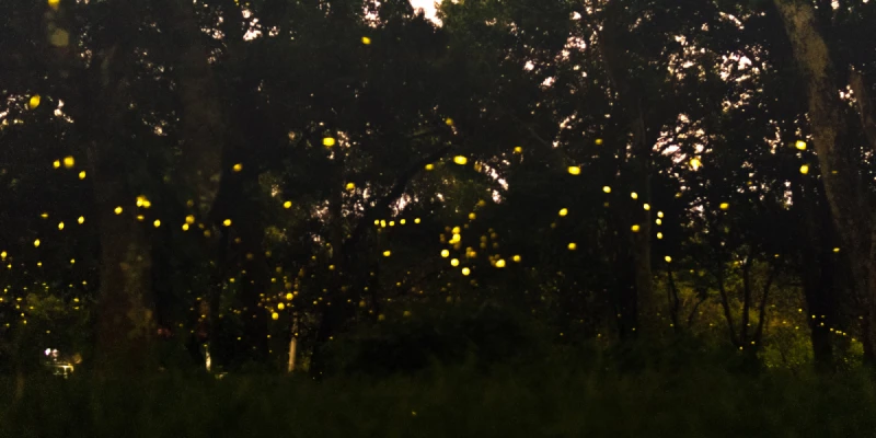 紅樹林螢火蟲之旅