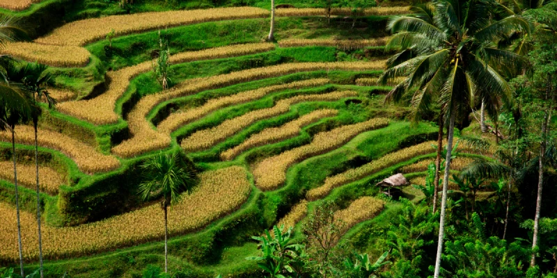 德哥拉朗梯田