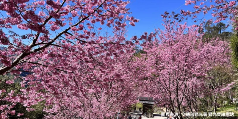 司馬庫斯櫻花季