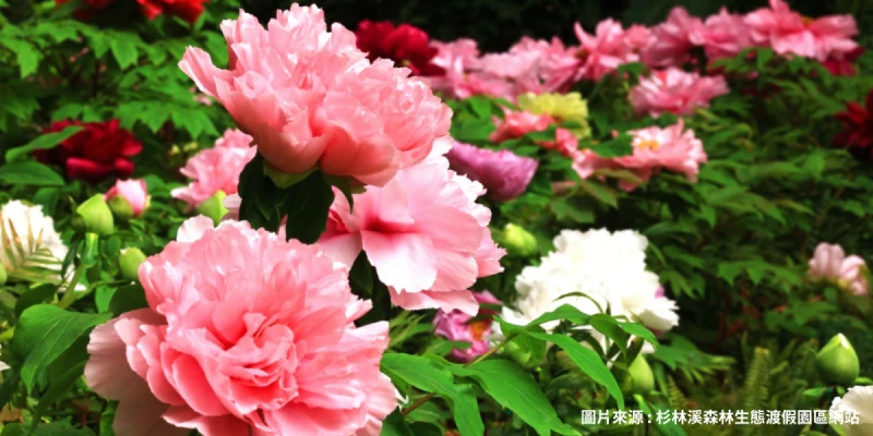 杉林溪森林遊樂區(不含入園門票)~賞牡丹