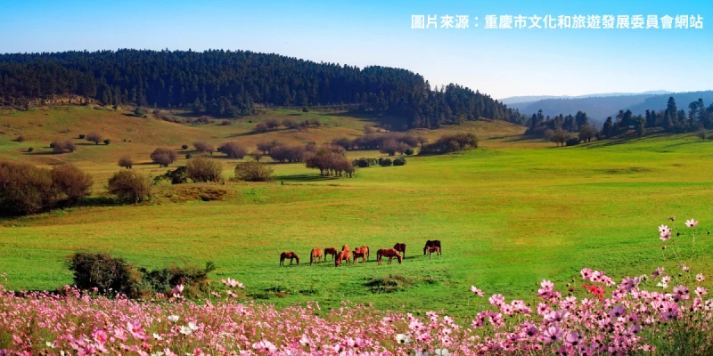 仙女山國家森林公園