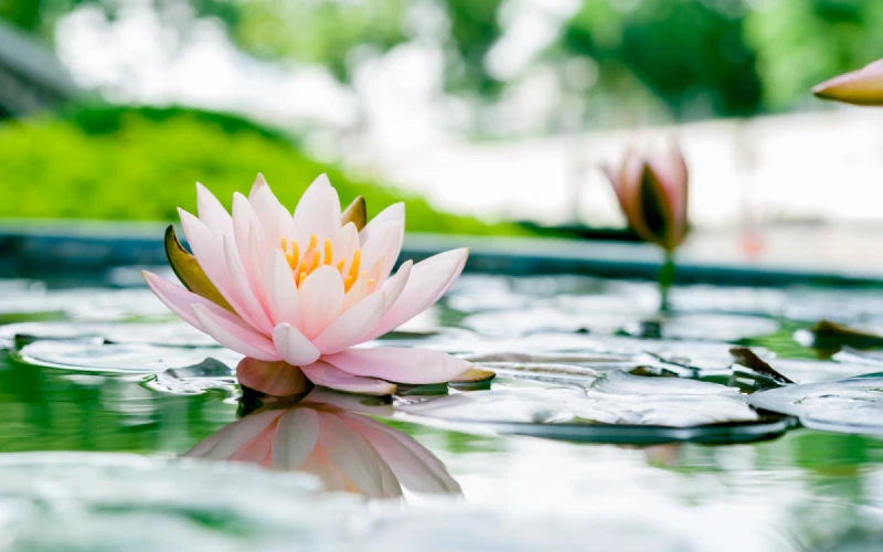 水雲端‧森林美學莊園