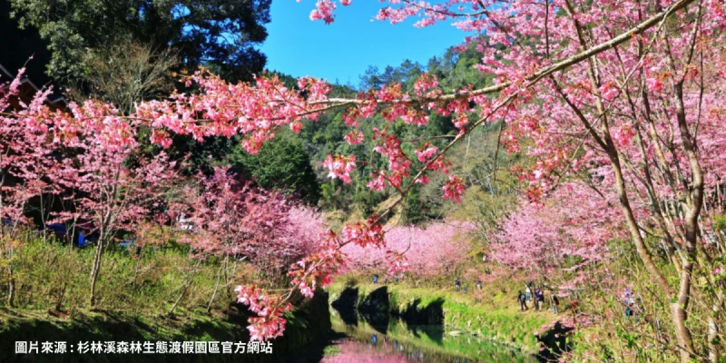 杉林溪森林生態渡假園區~賞櫻花(不含門票)