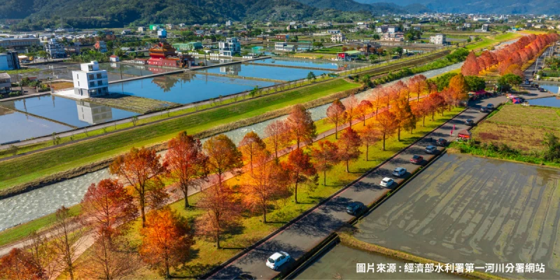 安農溪畔落羽松