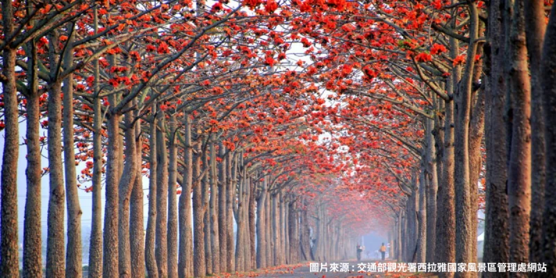 白河林初埤木棉花道