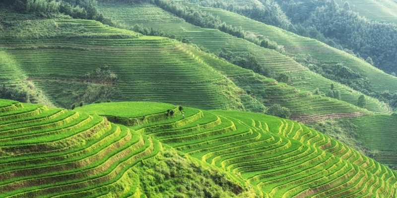 龍脊梯田