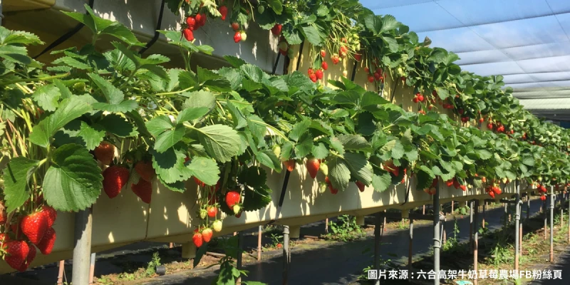 六合高架牛奶草莓農場
