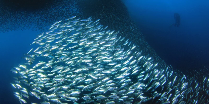 納帕林NAPALING浮潛、體驗沙丁魚風暴