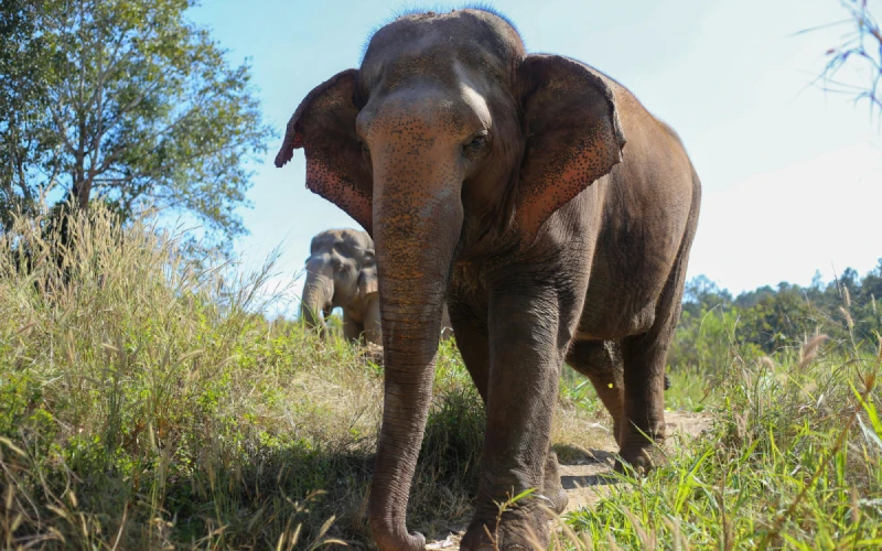 湄登大象營MAETAENGELEPHANTCAMP