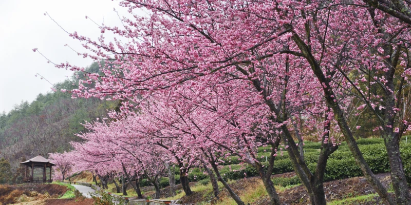 武陵農場(不含入園門票)
