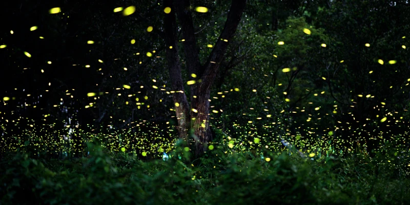 安帕瓦夜賞螢火蟲