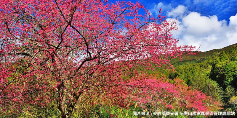 阿里山國家森林遊樂區~賞櫻花(不含門票)
