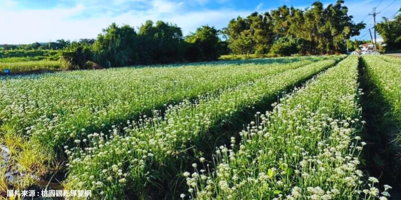 夢幻九月雪~大溪韭菜花田
