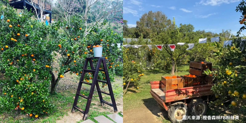 橙香森林