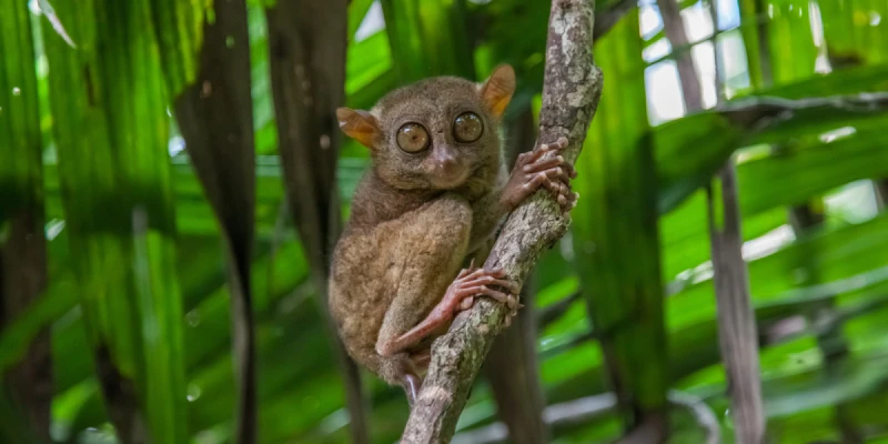 迷你眼鏡猴TARSIUS MONKEY