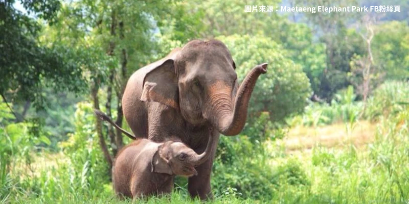 湄登大象學校(大象表演+騎大象)