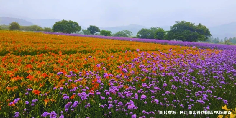 日月潭活盆地~頭社金針花海
