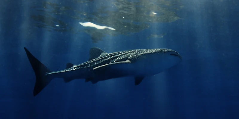 薄荷島出海賞鯨鯊
