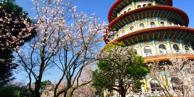 淡水天元宮賞櫻