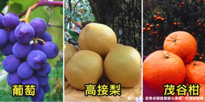 匯豐觀光果園