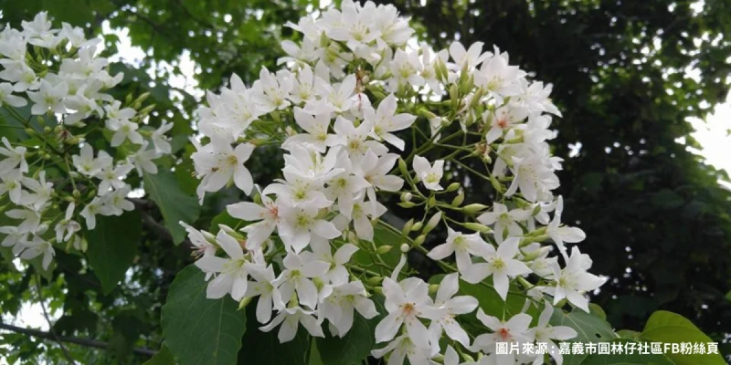 圓林仔桐花步道