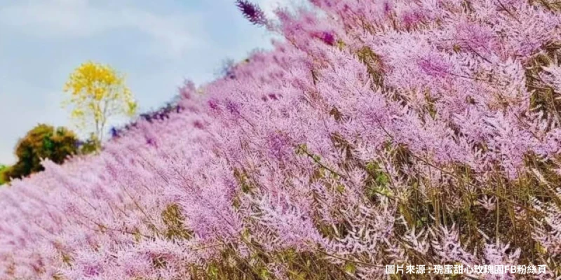 南投麝木香秘境粉紅林